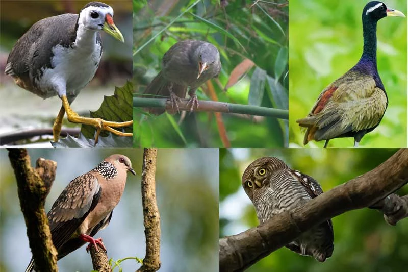 বাংলাদেশের পাখির তালিকা-List of birds of Bangladesh