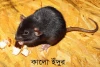 কালো ইঁদুর-Black rat