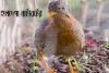 হলদেপা নাটাবটের -Yellow-legged buttonquail