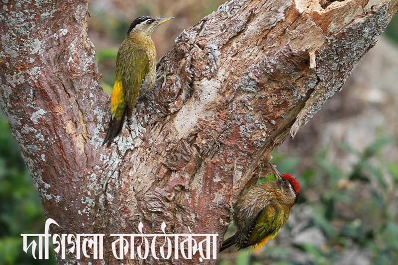 দাগিগলা কাঠঠোকরা-Streak-throated woodpecker