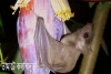 তামাটে কলাবাদুড়-Fulvous Fruit Bat