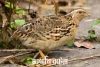 জাপানি বটেরা -Japanese quail