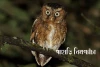 পাহাড়ি নিমপ্যাঁচা-Mountain Scops Owl