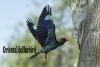 পাহাড়ি নীলকান্ত-Oriental dollarbird