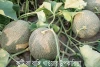 ফুটি বা বাঙ্গি খাওয়ার উপকারিতা - Benefits of eating melon