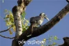 দেশি মেটেধনেশ-Indian Grey Hornbill