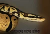 বাংলাদেশের সাপের তালিকা - List of snakes of Bangladesh