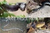 পৃথিবীর সবচেয়ে বিষাক্ত সাপ - The most poisonous snake in the world
